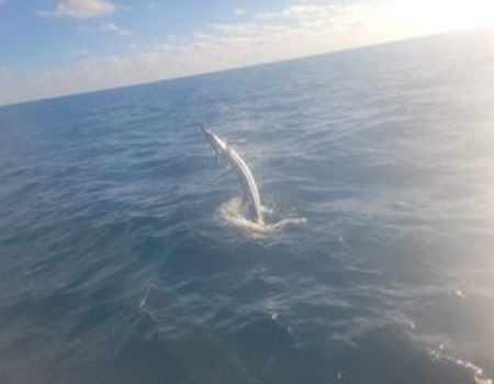 Sailfish Jumping on a half day trip